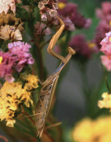 OR, Portland Praying mantis on statice plant Black Ornate Wood Framed Art Print with Double Matting by Terrill, Steve
