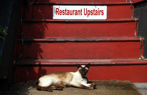OR, Portland Siamese cat sunning itself Black Ornate Wood Framed Art Print with Double Matting by Terrill, Steve