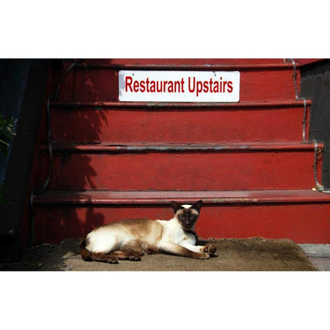 OR, Portland Siamese cat sunning itself Black Modern Wood Framed Art Print by Terrill, Steve