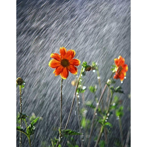 OR, Portland Sunlight on dahlia flower Black Modern Wood Framed Art Print with Double Matting by Terrill, Steve