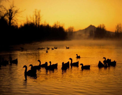 OR, Portland Waterfowl in Columbia Slough, Black Ornate Wood Framed Art Print with Double Matting by Terrill, Steve