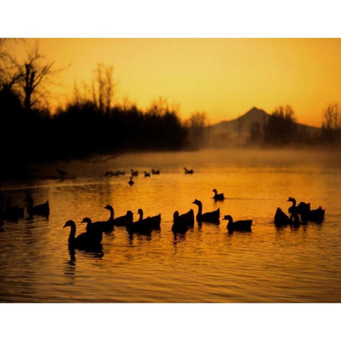 OR, Portland Waterfowl in Columbia Slough, Black Modern Wood Framed Art Print by Terrill, Steve