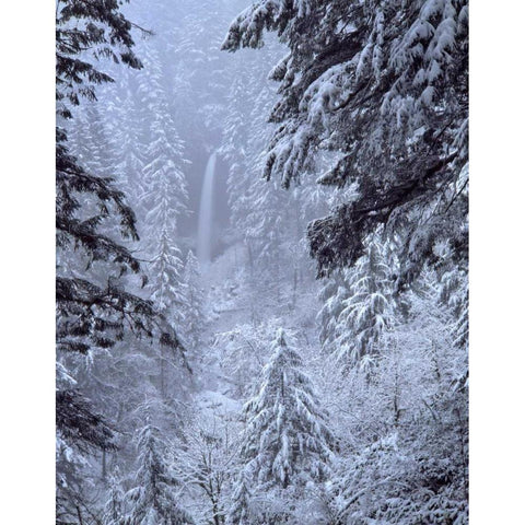 Oregon, Silver Falls North Falls in winter snow Gold Ornate Wood Framed Art Print with Double Matting by Terrill, Steve