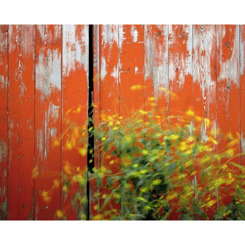 OR, Wallowa Co, Wind blowing wild mustard plant Black Modern Wood Framed Art Print with Double Matting by Terrill, Steve