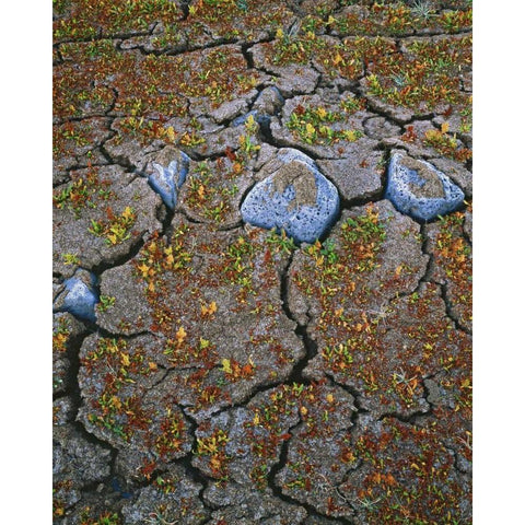 OR, Warner Valley Curly dock plants grow Gold Ornate Wood Framed Art Print with Double Matting by Terrill, Steve