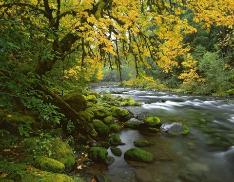 OR, Willamette Bigleaf maple by McKenzie River White Modern Wood Framed Art Print with Double Matting by Terrill, Steve