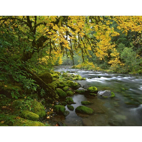 OR, Willamette Bigleaf maple by McKenzie River Gold Ornate Wood Framed Art Print with Double Matting by Terrill, Steve