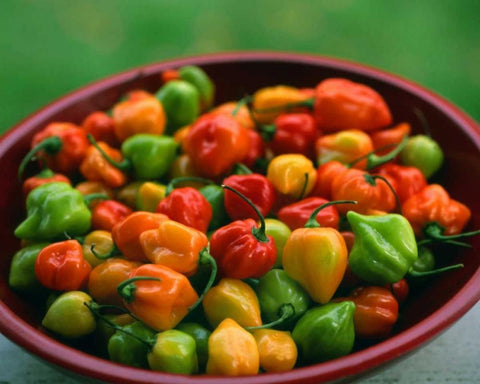 OR, Willamette Valley Fresh habanero peppers Black Ornate Wood Framed Art Print with Double Matting by Terrill, Steve
