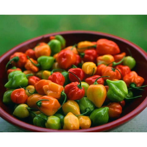 OR, Willamette Valley Fresh habanero peppers Black Modern Wood Framed Art Print by Terrill, Steve