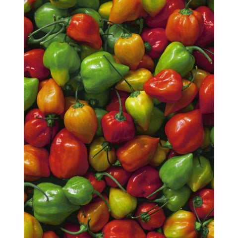 OR, Willamette Valley Fresh habanero peppers White Modern Wood Framed Art Print by Terrill, Steve