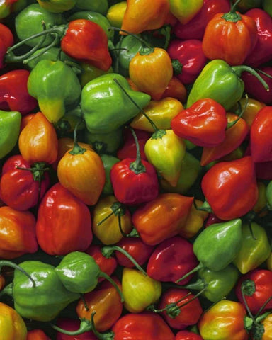 OR, Willamette Valley Fresh habanero peppers Black Ornate Wood Framed Art Print with Double Matting by Terrill, Steve