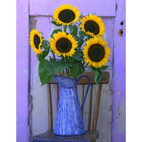 OR, Willamette Valley Fresh cut sunflowers Black Modern Wood Framed Art Print by Terrill, Steve