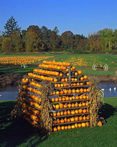 OR, Willamette Valley House made of pumpkins Black Ornate Wood Framed Art Print with Double Matting by Terrill, Steve