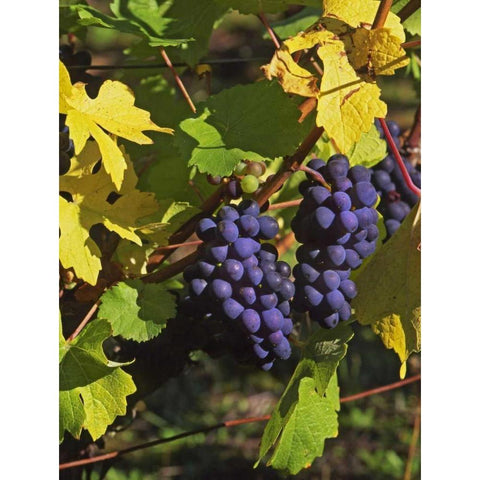 OR, Willamette Valley Pinot noir grapes White Modern Wood Framed Art Print by Terrill, Steve