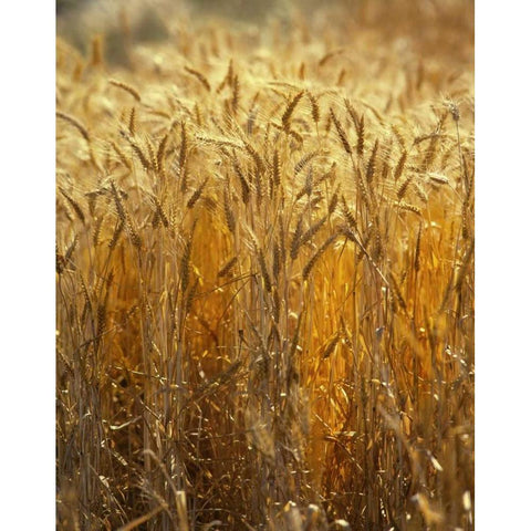 OR, Willamette Valley Ripe Wheat stalks Black Modern Wood Framed Art Print with Double Matting by Terrill, Steve