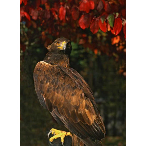 USA, Oregon Portrait of red-tailed hawk Gold Ornate Wood Framed Art Print with Double Matting by Terrill, Steve