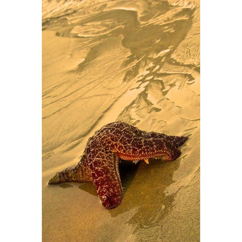 USA, Oregon Sea star moving on wet sand White Modern Wood Framed Art Print by Rotenberg, Nancy
