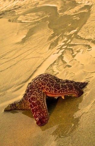 USA, Oregon Sea star moving on wet sand White Modern Wood Framed Art Print with Double Matting by Rotenberg, Nancy