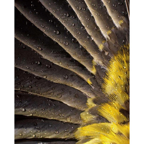 Oregon Water on underside of grosbeak feather Gold Ornate Wood Framed Art Print with Double Matting by Terrill, Steve