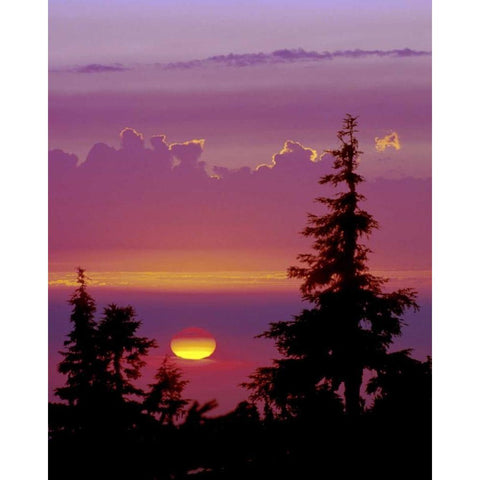 Oregon, Mt Hood Pine trees silhouetted by sunset Gold Ornate Wood Framed Art Print with Double Matting by Kelley, David