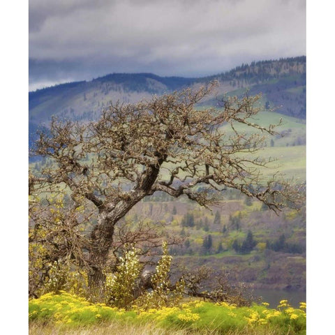 OR, Columbia Gorge, Tom McCall Preserve Oak tree Black Modern Wood Framed Art Print with Double Matting by Paulson, Don