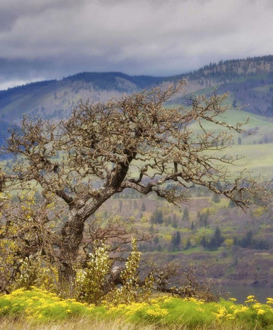 OR, Columbia Gorge, Tom McCall Preserve Oak tree Black Ornate Wood Framed Art Print with Double Matting by Paulson, Don