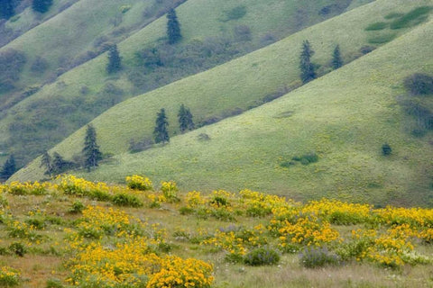 OR, Columbia Gorge Green hills with balsamroot Black Ornate Wood Framed Art Print with Double Matting by Paulson, Don