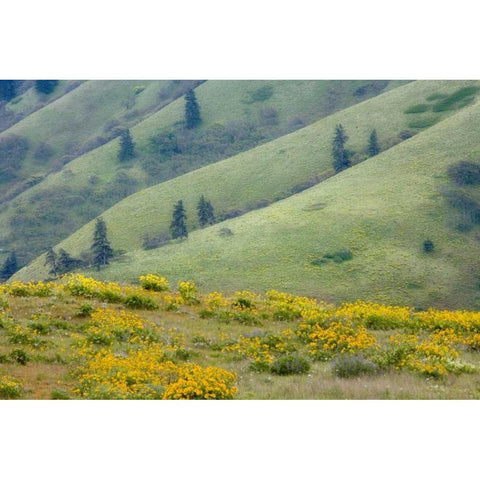 OR, Columbia Gorge Green hills with balsamroot Gold Ornate Wood Framed Art Print with Double Matting by Paulson, Don