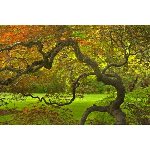 OR, Salem Dramatically contorted Japanese maple Black Modern Wood Framed Art Print with Double Matting by Paulson, Don