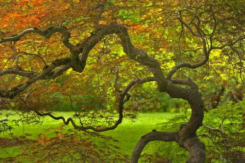 OR, Salem Dramatically contorted Japanese maple Black Ornate Wood Framed Art Print with Double Matting by Paulson, Don