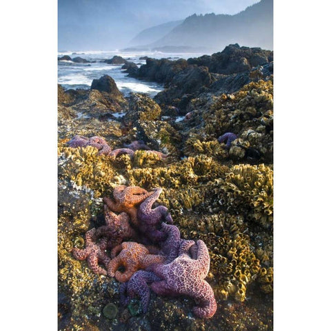 OR, Strawberry Hill Starfish at low tide  Gold Ornate Wood Framed Art Print with Double Matting by Rotenberg, Nancy