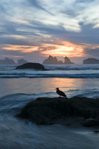 OR, Bandon Beach Seagull silhouette at sunset White Modern Wood Framed Art Print with Double Matting by Rotenberg, Nancy
