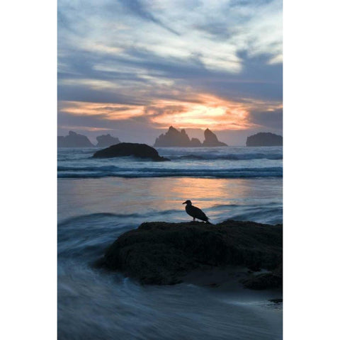 OR, Bandon Beach Seagull silhouette at sunset Gold Ornate Wood Framed Art Print with Double Matting by Rotenberg, Nancy