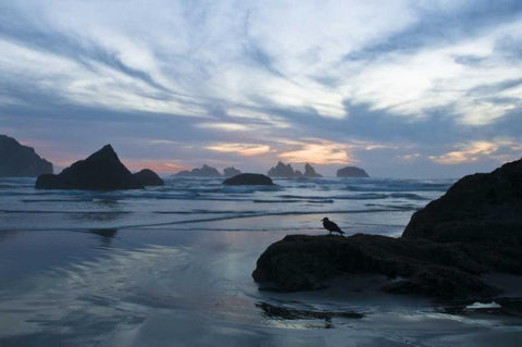 OR, Bandon Beach Seagull silhouette at sunset White Modern Wood Framed Art Print with Double Matting by Rotenberg, Nancy