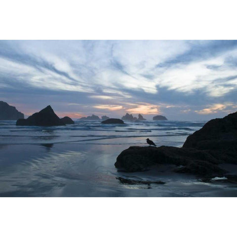 OR, Bandon Beach Seagull silhouette at sunset Black Modern Wood Framed Art Print by Rotenberg, Nancy