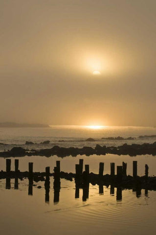 USA, Oregon, Bandon Sunrise on foggy coastline White Modern Wood Framed Art Print with Double Matting by Rotenberg, Nancy