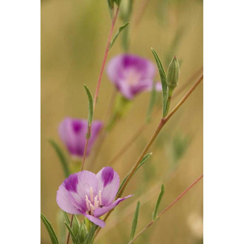 Oregon, Medford Farewell-to-spring wildflowers Black Modern Wood Framed Art Print by Paulson, Don