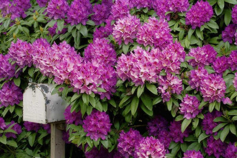 OR,Salem Rhododendrons surround mailbox White Modern Wood Framed Art Print with Double Matting by Paulson, Don