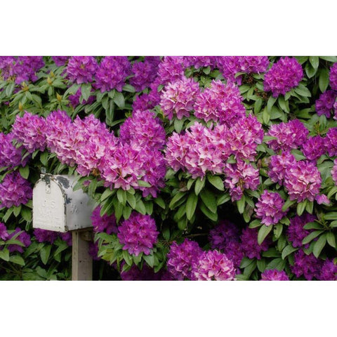 OR,Salem Rhododendrons surround mailbox Black Modern Wood Framed Art Print by Paulson, Don