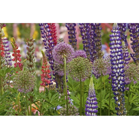 Oregon,Salem Flowers at Schreiners Iris Garden Gold Ornate Wood Framed Art Print with Double Matting by Paulson, Don