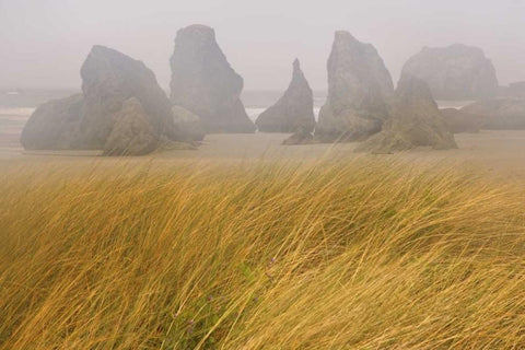 OR, Bandon Dune grass and seastacks in fog Black Ornate Wood Framed Art Print with Double Matting by Paulson, Don
