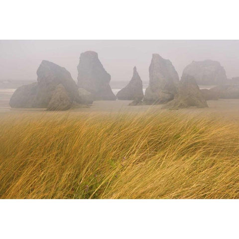 OR, Bandon Dune grass and seastacks in fog Black Modern Wood Framed Art Print by Paulson, Don