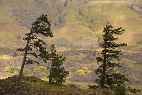 OR, Columbia Gorge Overlook of hills and valley White Modern Wood Framed Art Print with Double Matting by Paulson, Don