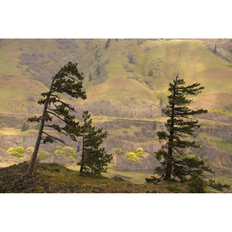 OR, Columbia Gorge Overlook of hills and valley White Modern Wood Framed Art Print by Paulson, Don