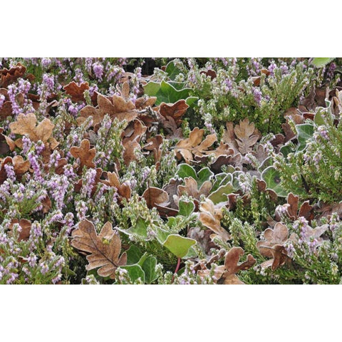 OR, Portland Frost on heather shrub in garden White Modern Wood Framed Art Print by Terrill, Steve
