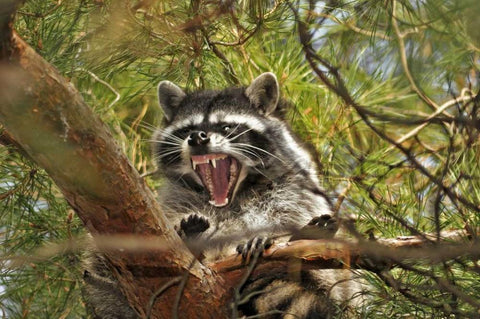 OR, Portland Raccoon yawns in a tree limb Black Ornate Wood Framed Art Print with Double Matting by Terrill, Steve