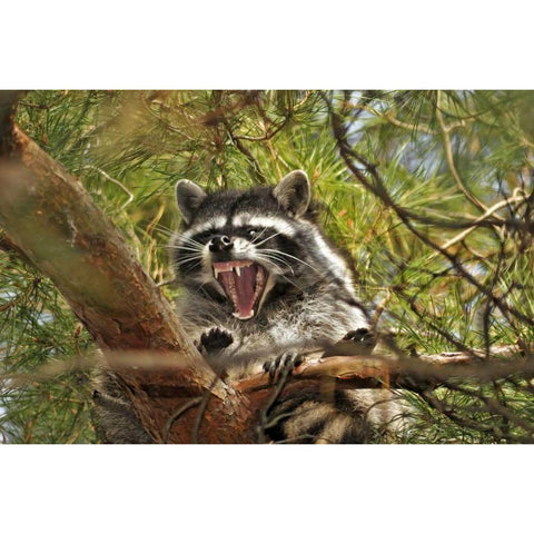 OR, Portland Raccoon yawns in a tree limb Black Modern Wood Framed Art Print by Terrill, Steve