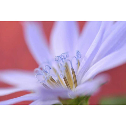 Oregon, Portland Close-up of wild chicory flower Gold Ornate Wood Framed Art Print with Double Matting by Terrill, Steve