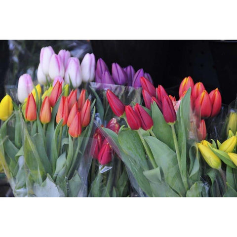 OR, Portland Bouquets of spring tulips for sale Black Modern Wood Framed Art Print by Terrill, Steve