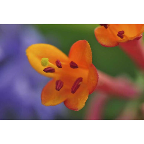 Oregon, Portland Coral honeysuckle flowers Black Modern Wood Framed Art Print by Terrill, Steve